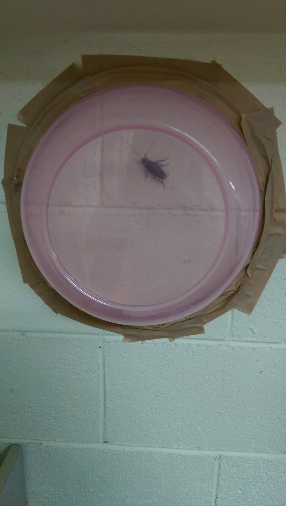 圖片來源:t29593339/PTT