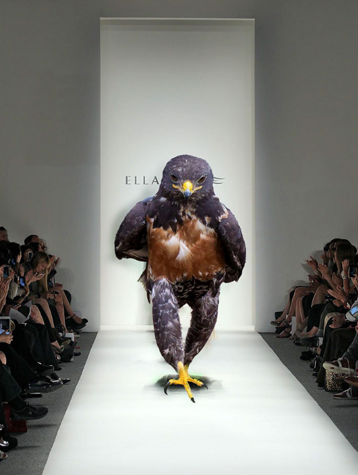 圖片來源：boredpanda