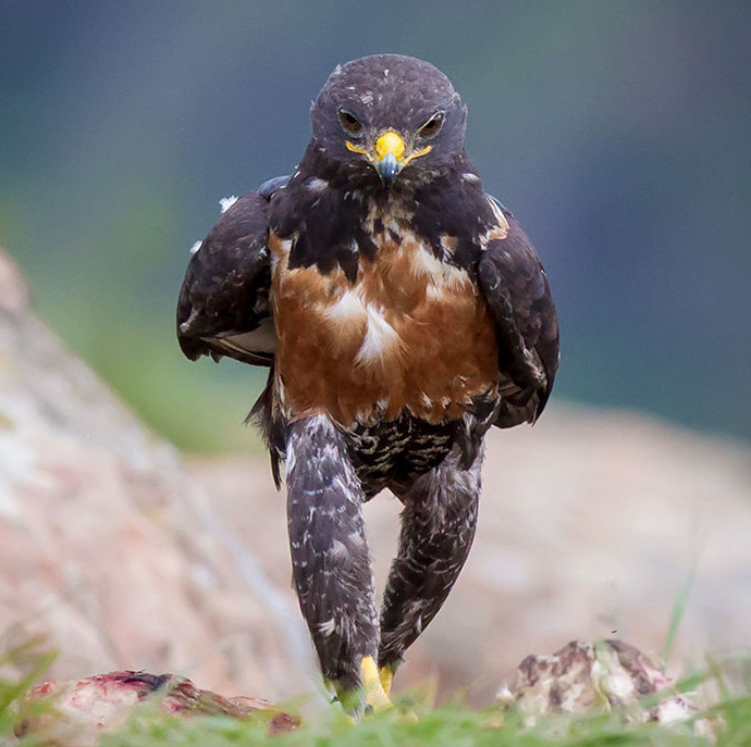 圖片來源：Clint Ralph