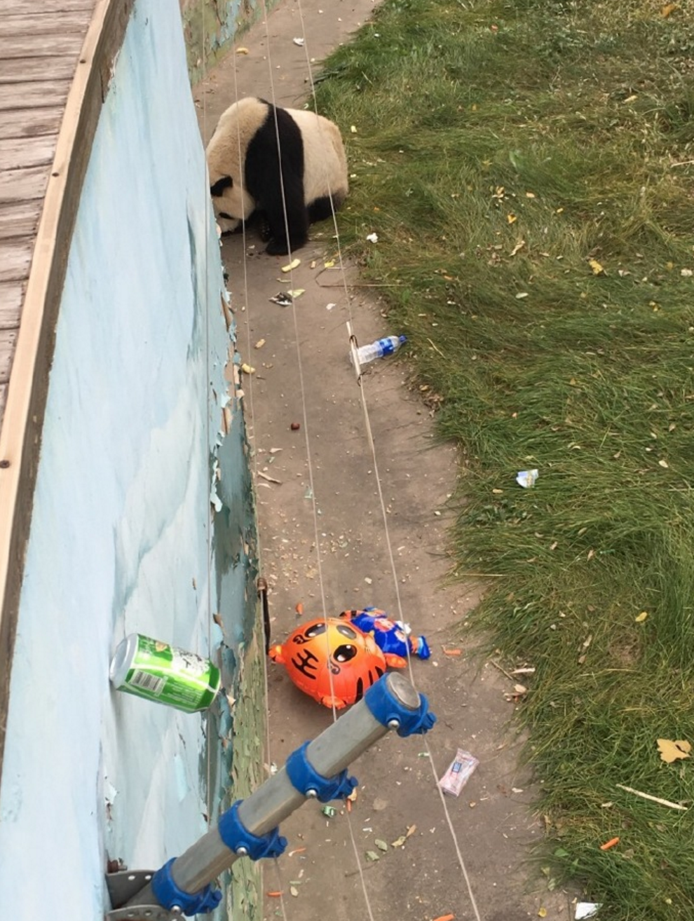 圖片來源：愛滾滾喲／微博