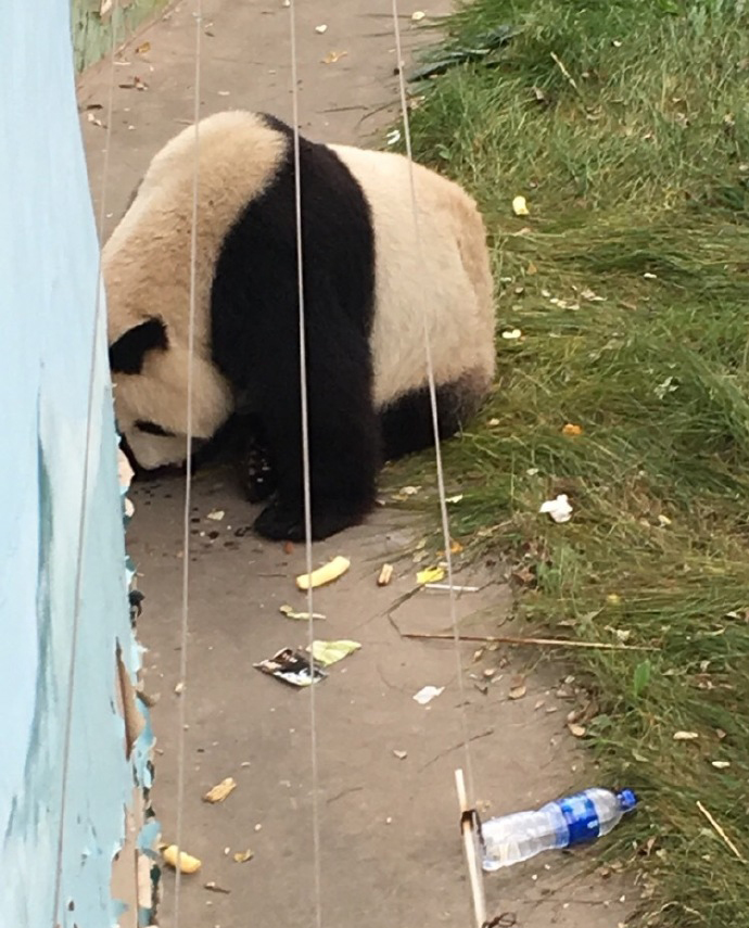 圖片來源：愛滾滾喲／微博