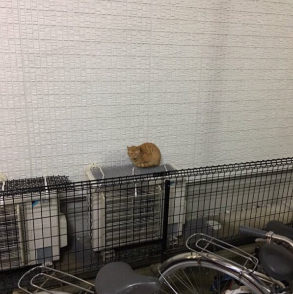 圖片來源:kilikduel/twitter