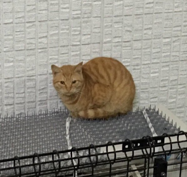 圖片來源:kilikduel/twitter