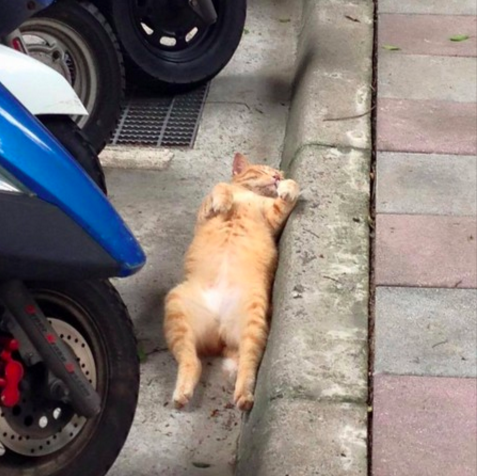 圖片來源:台灣動物不再流浪協會粉絲團