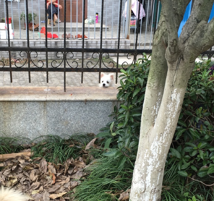 圖片來源:鹹魚般的冰寶/微博