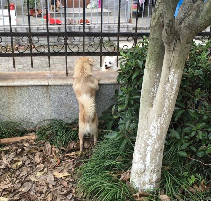 圖片來源:鹹魚般的冰寶/微博