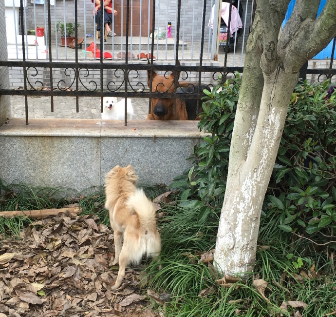 圖片來源:鹹魚般的冰寶/微博