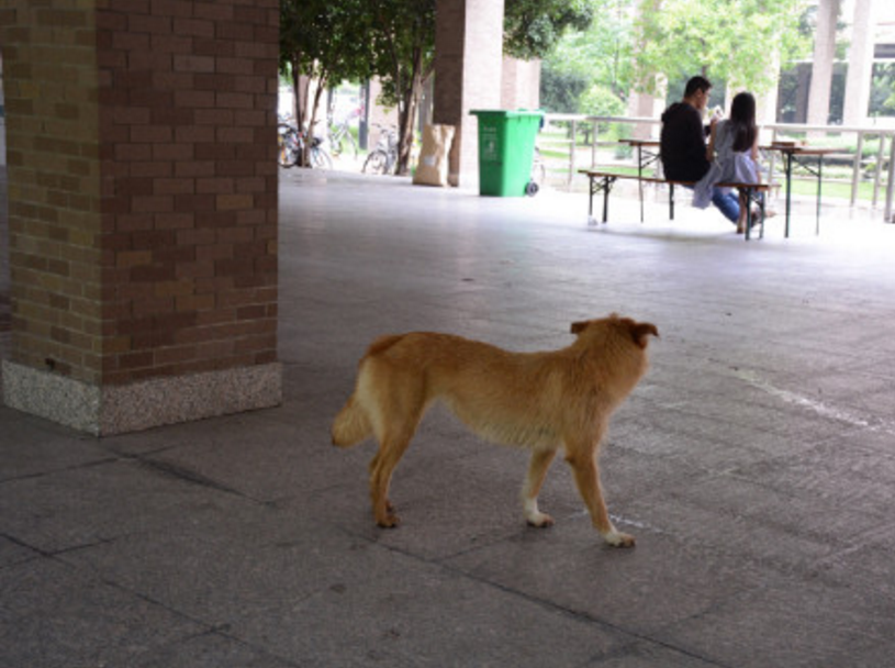 圖片來源: 秋意超人/微博