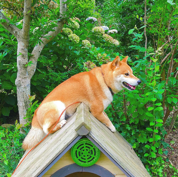 圖片來源:yu_ikaaa/instagram