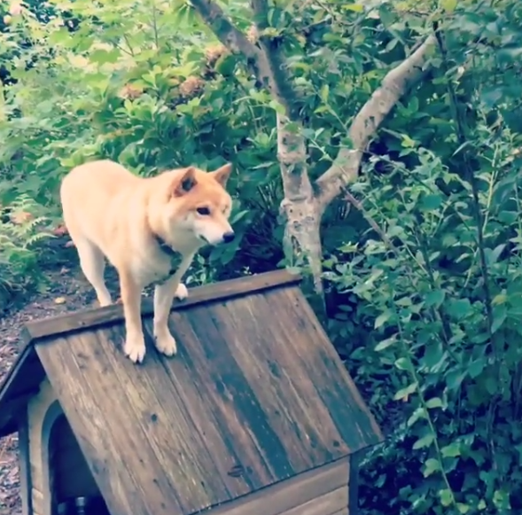 圖片來源:yu_ikaaa/instagram