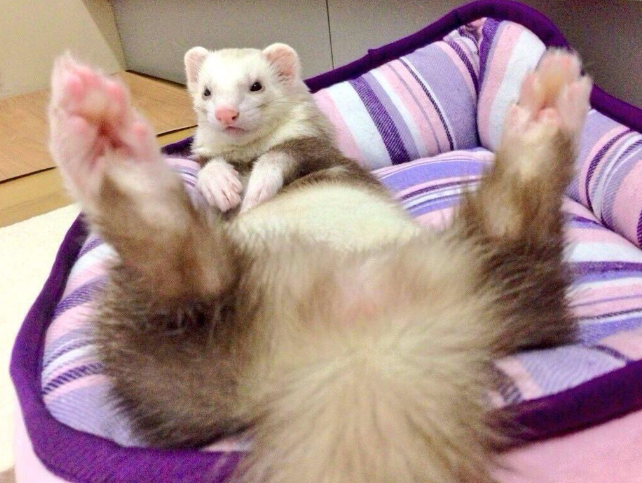 圖片來源:kegawamamire/twitter