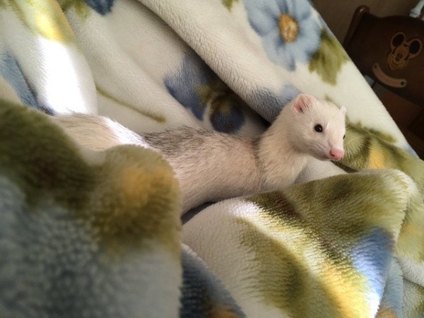 圖片來源:kegawamamire/twitter