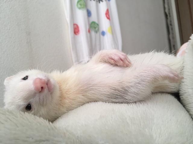 圖片來源:kegawamamire/twitter