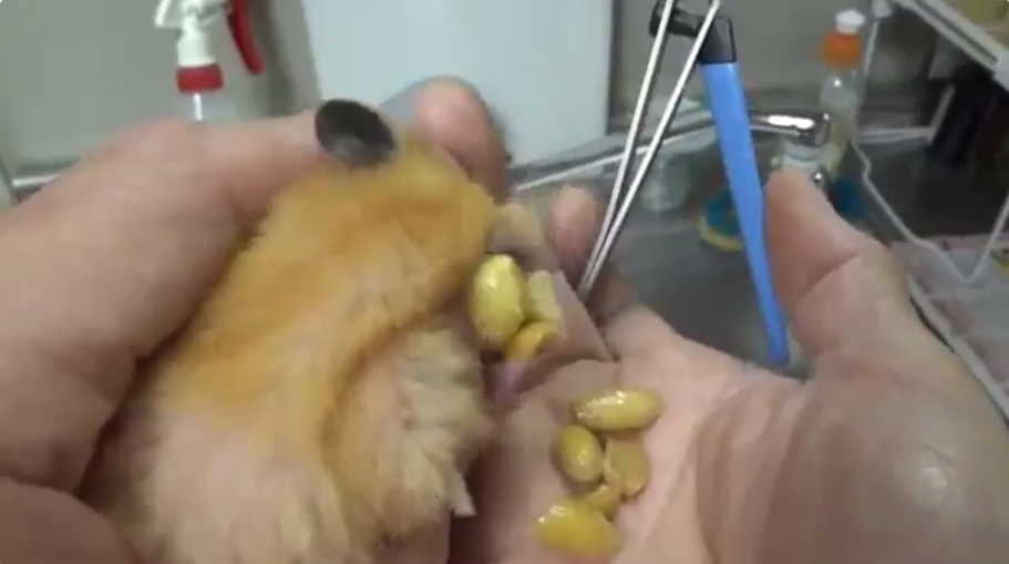 圖片來源： tetsu_0114_bass／twitter