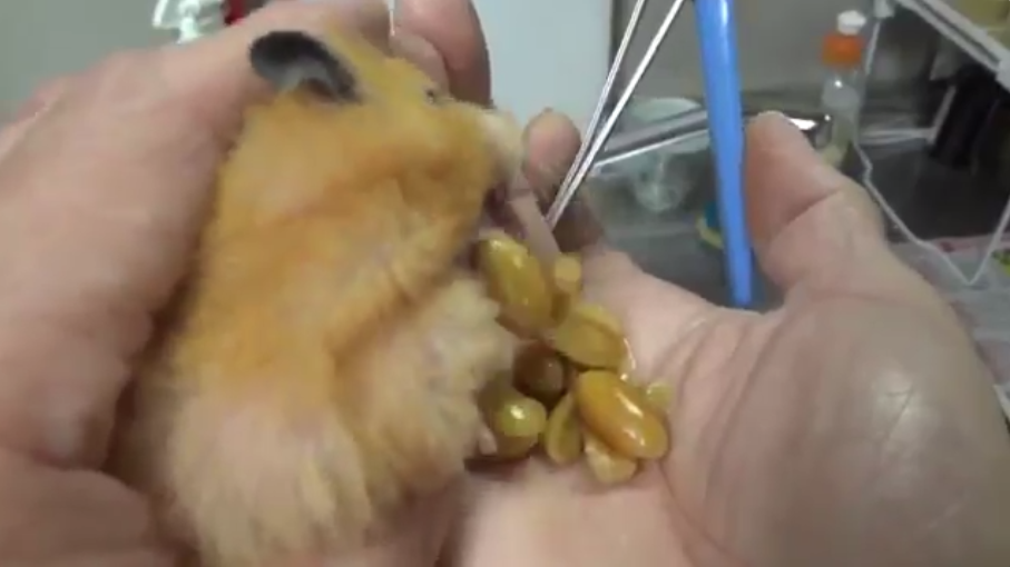 圖片來源: tetsu_0114_bass/twitter