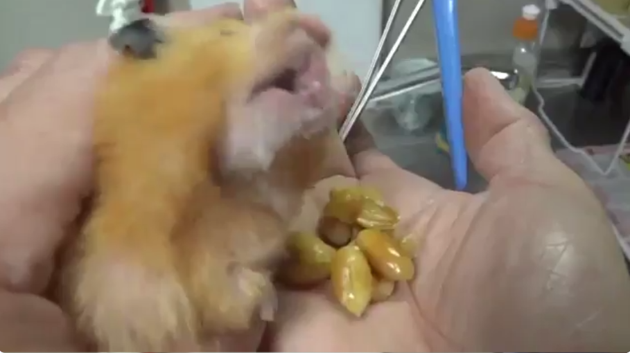 圖片來源： tetsu_0114_bass／twitter