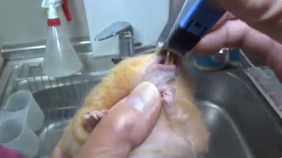 圖片來源： tetsu_0114_bass／twitter