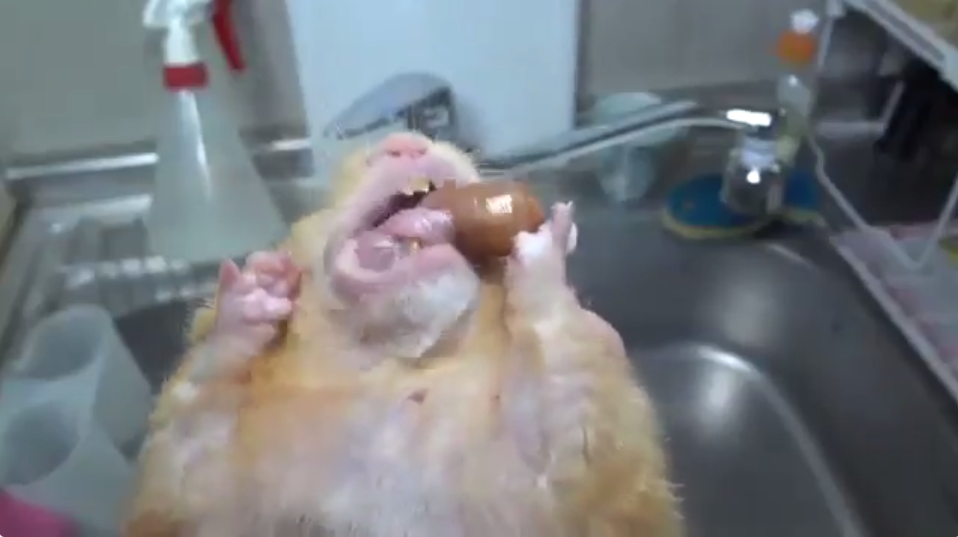 圖片來源： tetsu_0114_bass／twitter