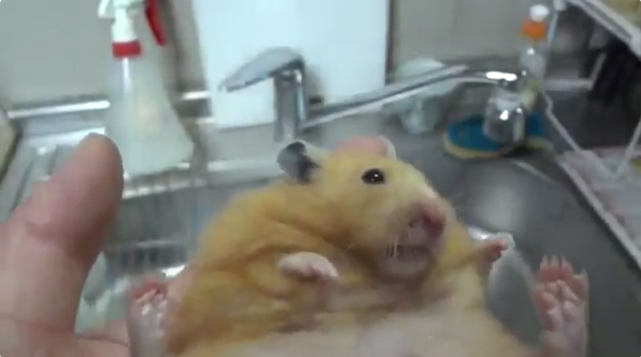 圖片來源: tetsu_0114_bass/twitter