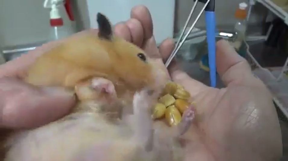 圖片來源: tetsu_0114_bass/twitter