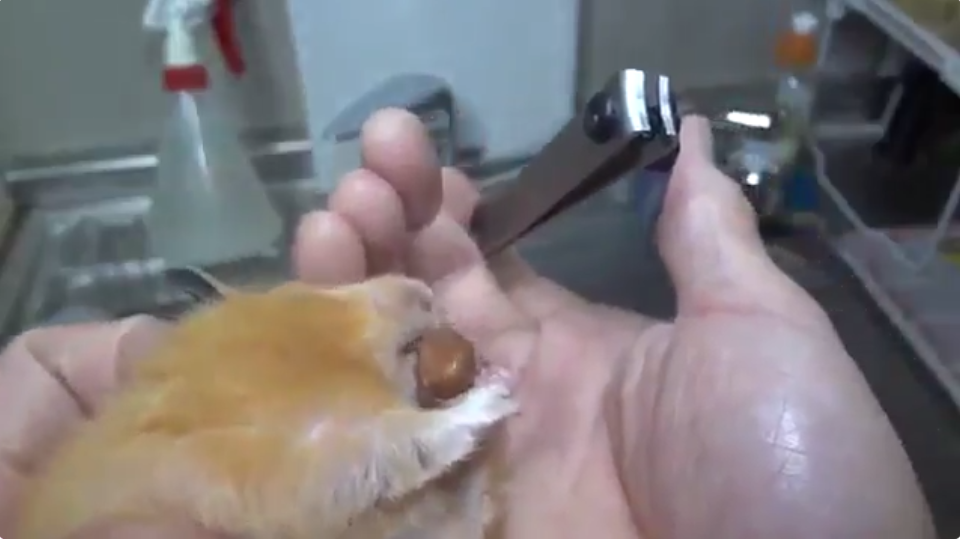 圖片來源: tetsu_0114_bass/twitter