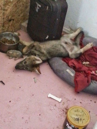 圖片來源：《The Dodo》