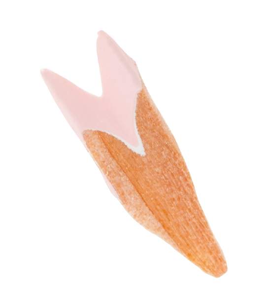 圖片來源：atpress.ne.jp