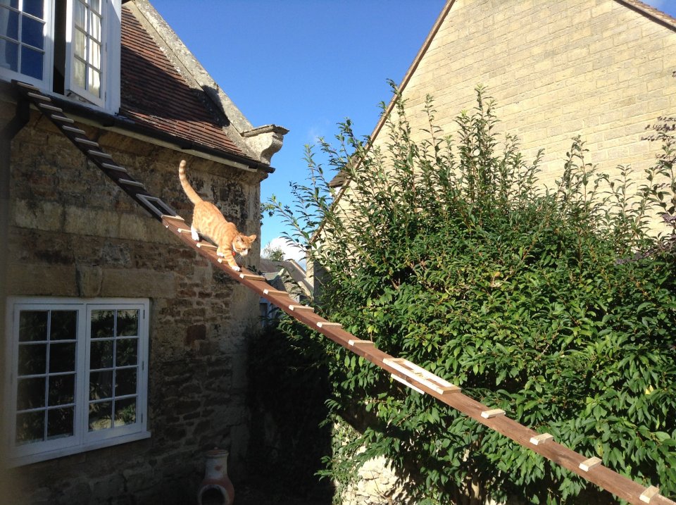 圖片來源：The Sun