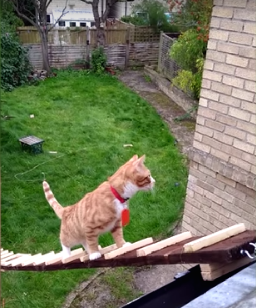 圖片來源：SWNS TV／YouTube 