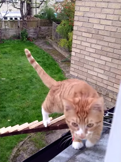 圖片來源：SWNS TV／YouTube 