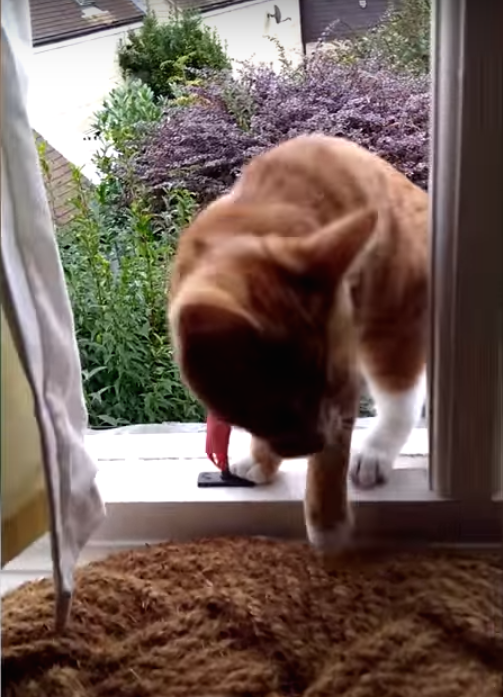 圖片來源：SWNS TV／YouTube 