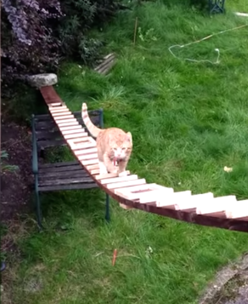 圖片來源：SWNS TV／YouTube 