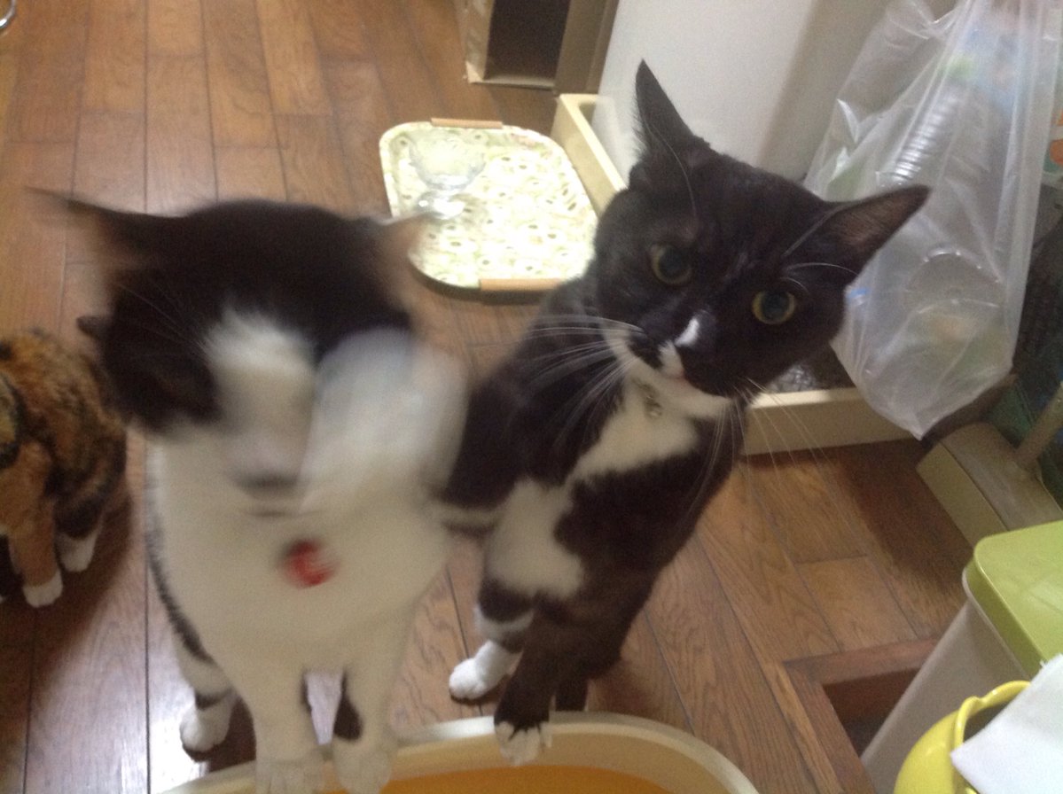 ​圖片來源： i_poti／twitter