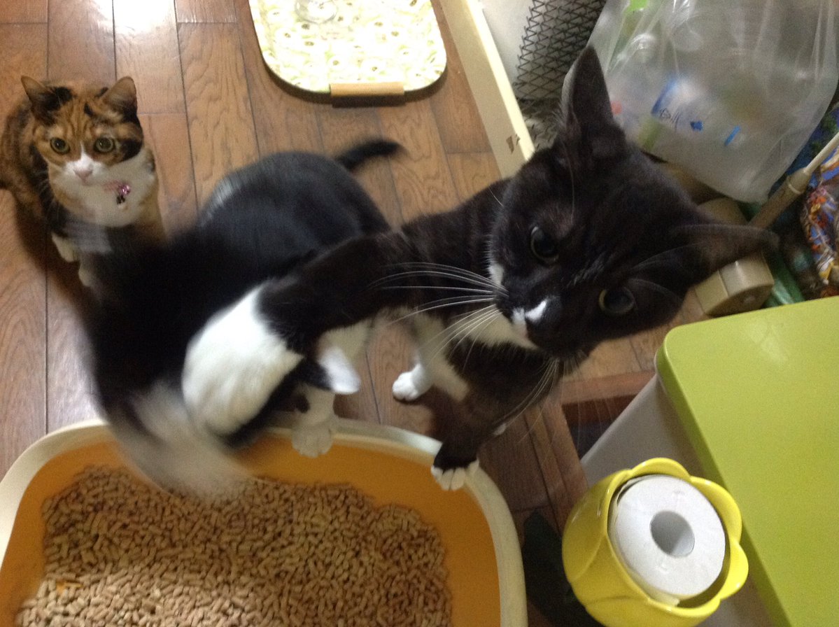 ​圖片來源： i_poti／twitter