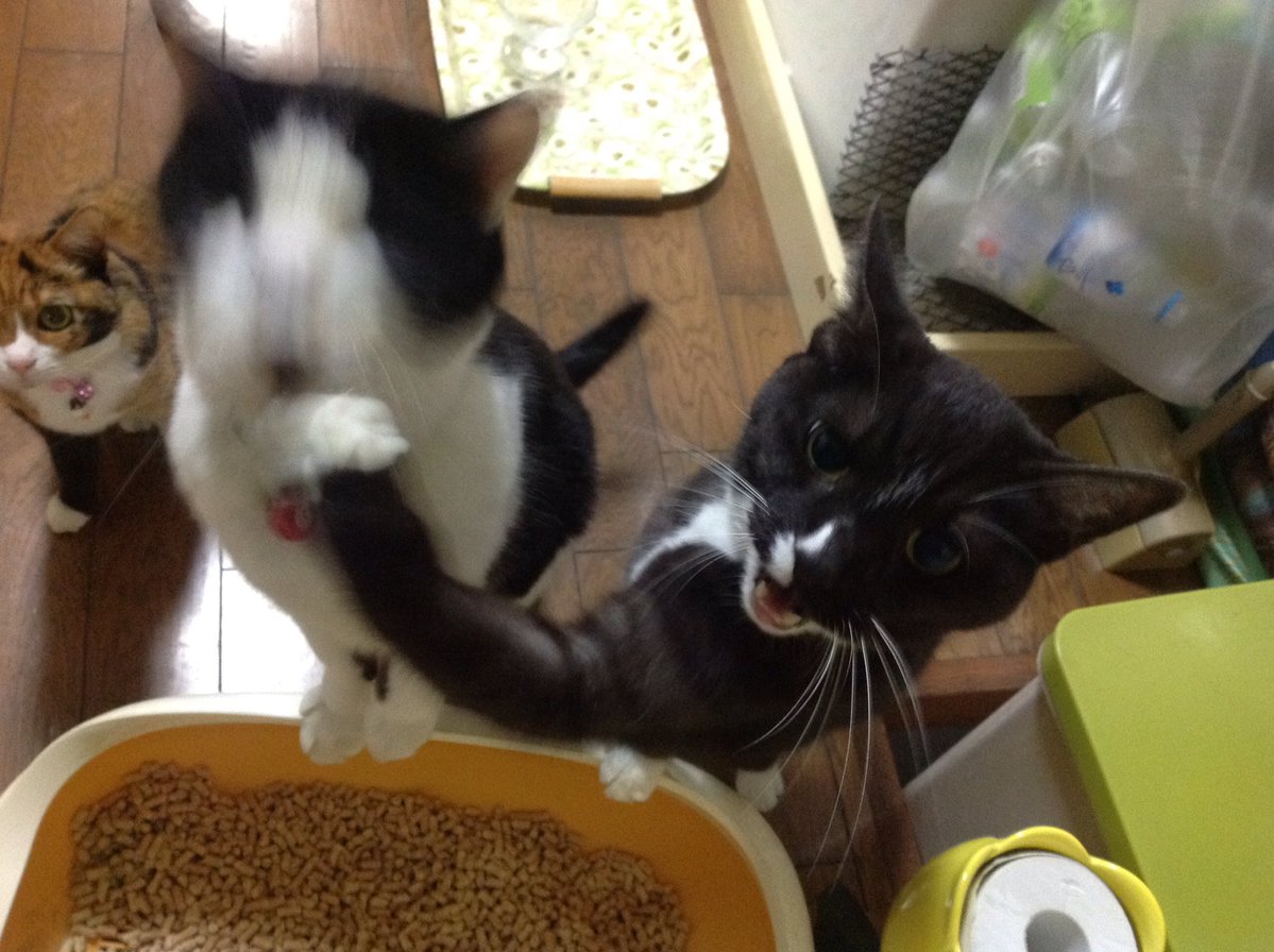 ​圖片來源： i_poti／twitter