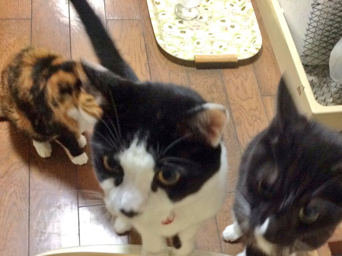 ​圖片來源： i_poti／twitter