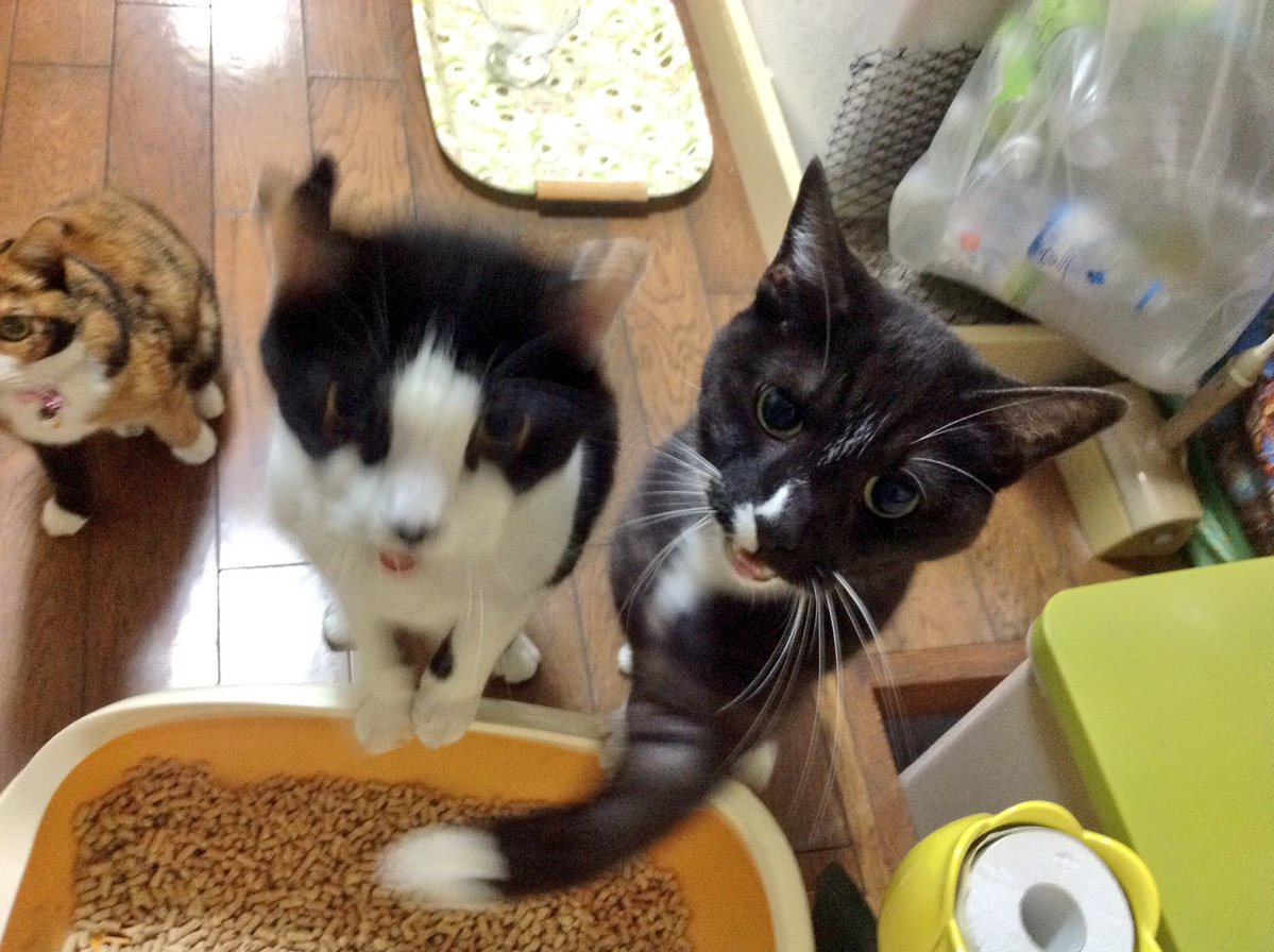 ​圖片來源： i_poti／twitter