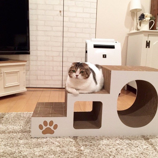 圖片來源：akihimatandon11／twitter