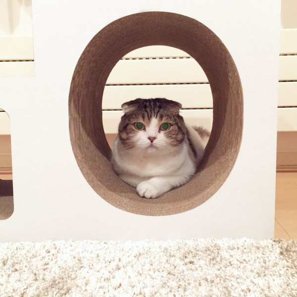 圖片來源：akihimatandon11／twitter