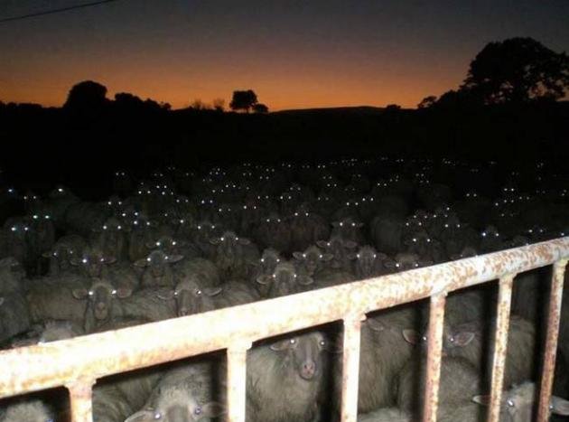 圖片來源：zerojirou／twitter