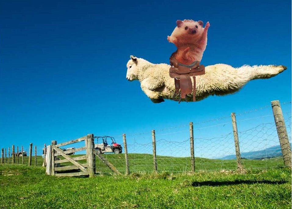 圖片來源：reddit