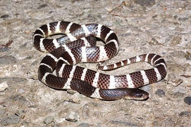 圖片來源：nownews