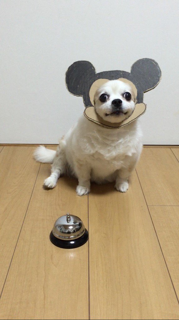 圖片來源： myouonnin／twitter