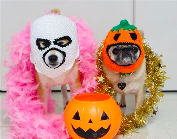 圖片來源：tora_pom_happylife／instagram