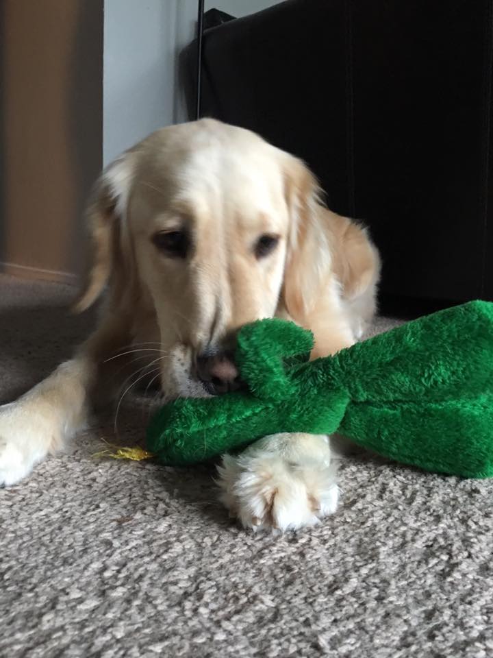 圖片來源：Jolene The Golden