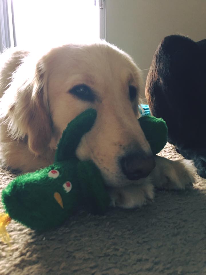 圖片來源：Jolene The Golden