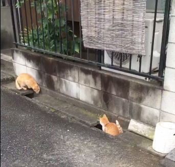 圖片來源:ikasazu0104/twitter