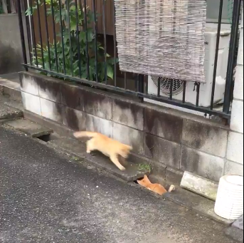 圖片來源:ikasazu0104/twitter