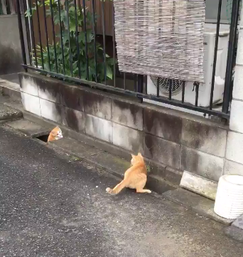 圖片來源:ikasazu0104/twitter