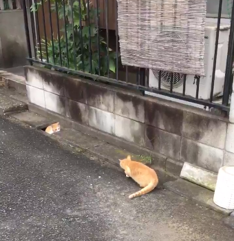 圖片來源:ikasazu0104/twitter